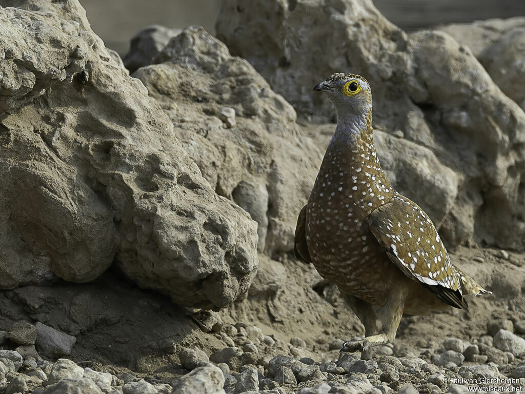 Burchell's Sandgrouse male adult