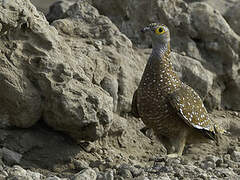 Burchell's Sandgrouse