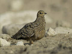 Burchell's Sandgrouse