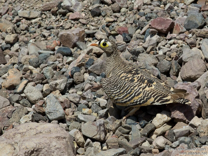 Lichtenstein's Sandgrouse