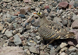 Lichtenstein's Sandgrouse