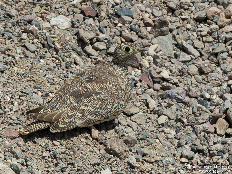 Lichtenstein's Sandgrouse