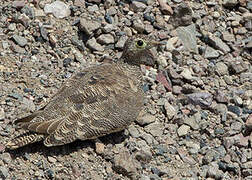 Lichtenstein's Sandgrouse