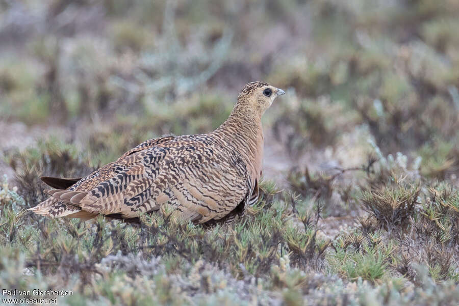 Madagascan Sandgrouse female adult, identification