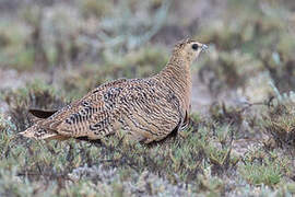 Madagascan Sandgrouse