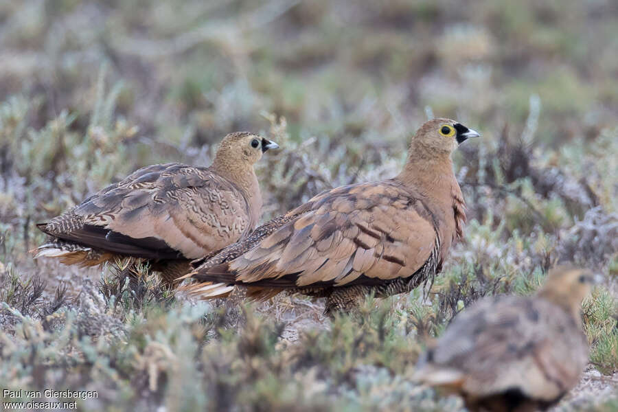 Madagascan Sandgrouse male adult, identification