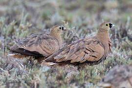 Madagascan Sandgrouse