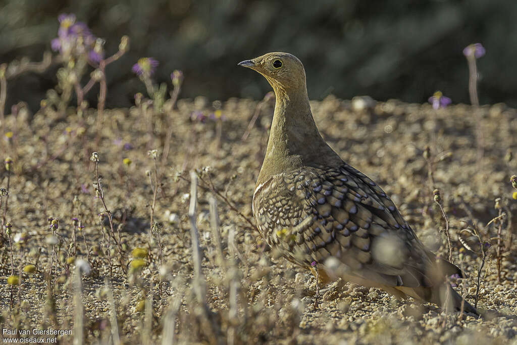 Namaqua Sandgrouse male adult