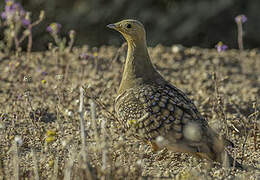 Namaqua Sandgrouse