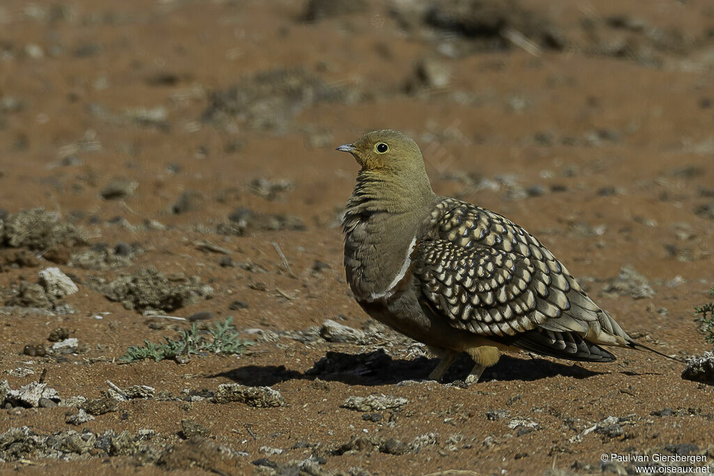 Namaqua Sandgrouse male adult