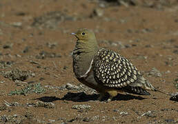 Namaqua Sandgrouse