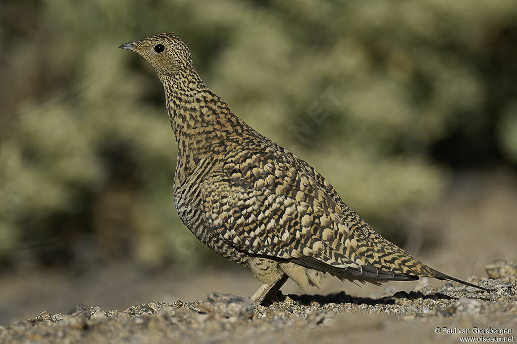 Ganga namaqua femelle adulte