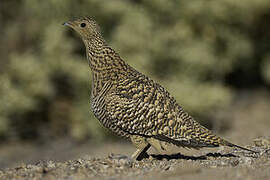 Namaqua Sandgrouse