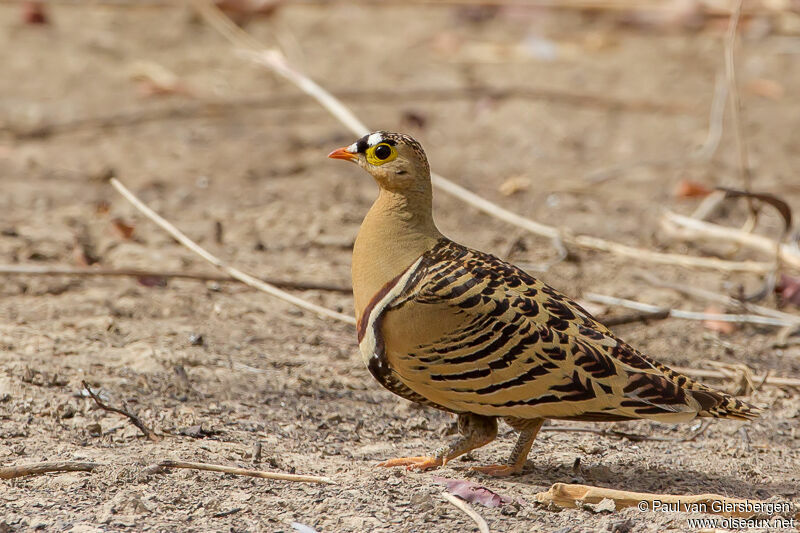 Four-banded Sandgrouse