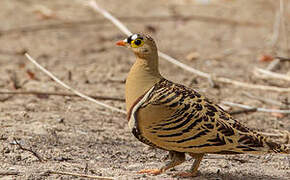 Four-banded Sandgrouse