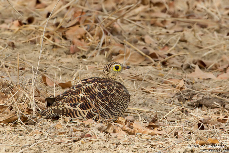 Four-banded Sandgrouse