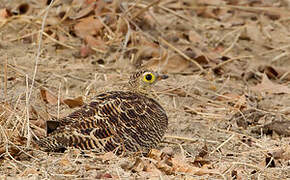 Four-banded Sandgrouse