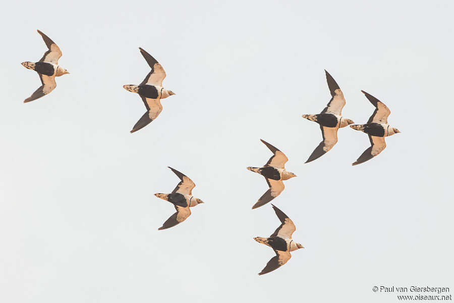 Black-bellied Sandgrouse