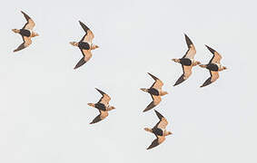 Black-bellied Sandgrouse