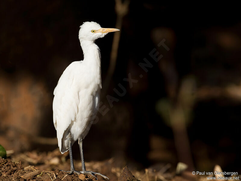 Eastern Cattle Egret