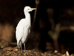 Eastern Cattle Egret