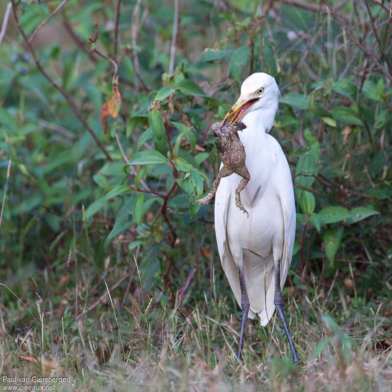 Eastern Cattle Egret, eats