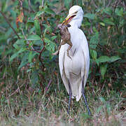 Eastern Cattle Egret