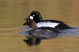 Common Goldeneye