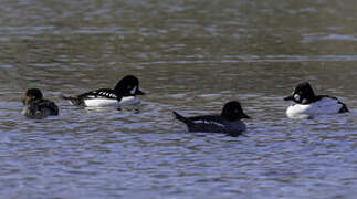 Barrow's Goldeneye