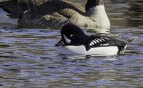 Barrow's Goldeneye