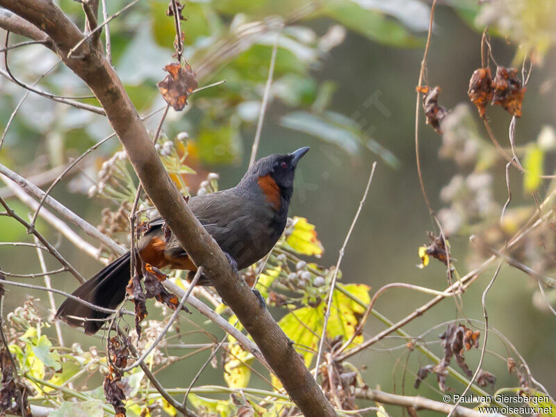 Rufous-necked Laughingthrushadult