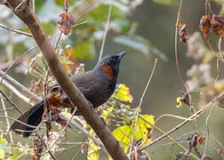 Rufous-necked Laughingthrush