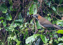 Lesser Necklaced Laughingthrush