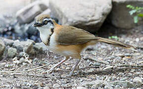 Lesser Necklaced Laughingthrush