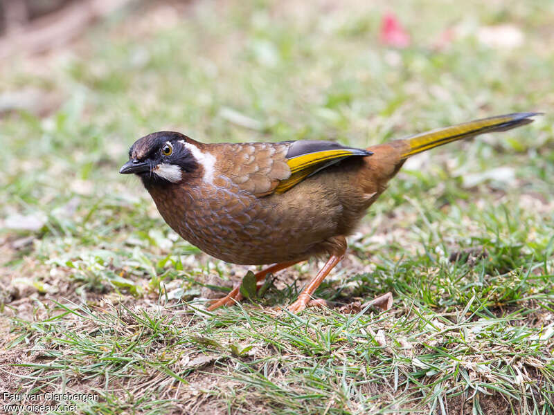 Black-faced Laughingthrushadult, identification