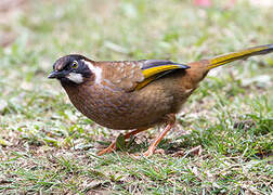 Black-faced Laughingthrush