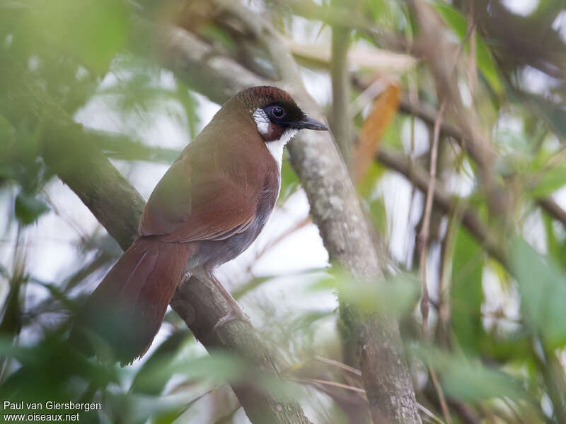 Grey-sided Laughingthrushadult, identification