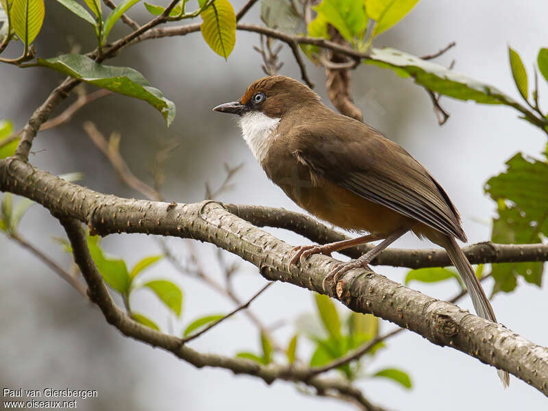 White-throated Laughingthrushadult, identification