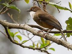 White-throated Laughingthrush