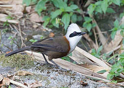 White-crested Laughingthrush