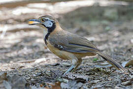 Greater Necklaced Laughingthrush