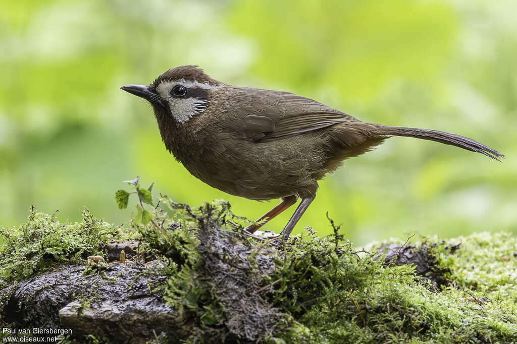 White-browed Laughingthrushadult