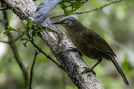 Ashy-headed Laughingthrush