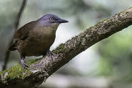 Ashy-headed Laughingthrush