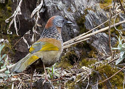 Chestnut-crowned Laughingthrush