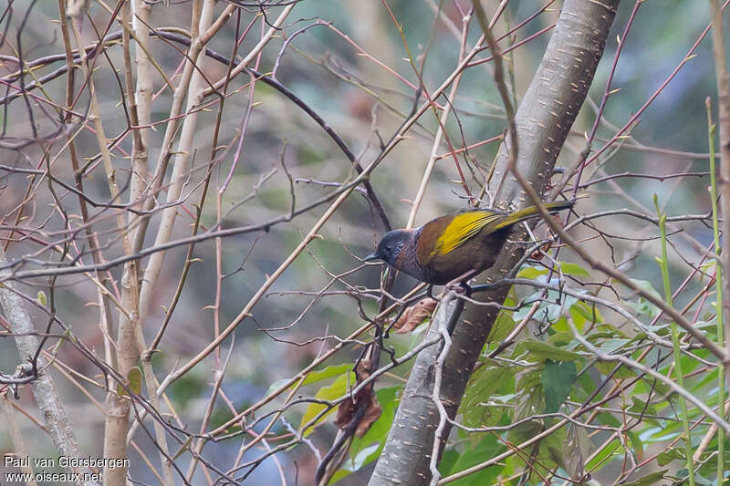 Chestnut-crowned Laughingthrushadult, habitat