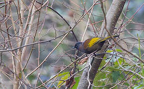 Chestnut-crowned Laughingthrush