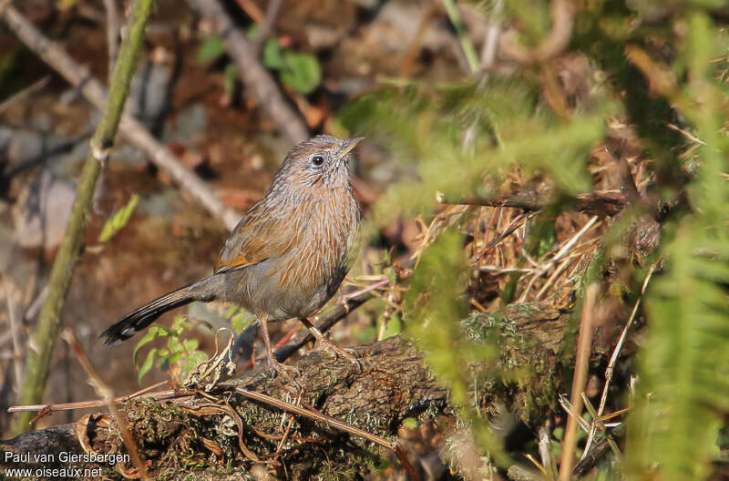 Garrulaxe barréadulte, habitat