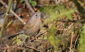 Streaked Laughingthrush