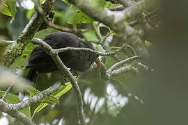 Bare-headed Laughingthrush